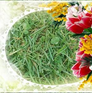 Meet your Posher, Cortez